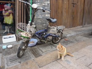 cat-and-bike